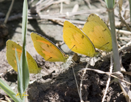 Butterfly Quartet 