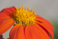 Mexican Sunflower 8376